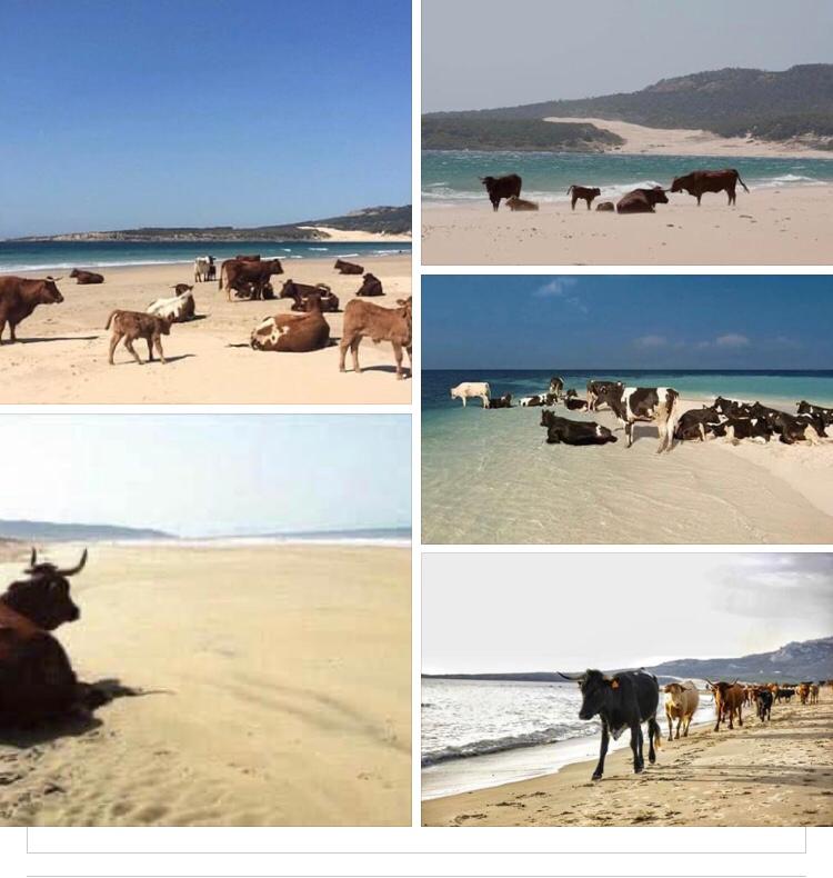 Bolonio bovine paradise Bolonio bovine paradise - Lion Trust Spain